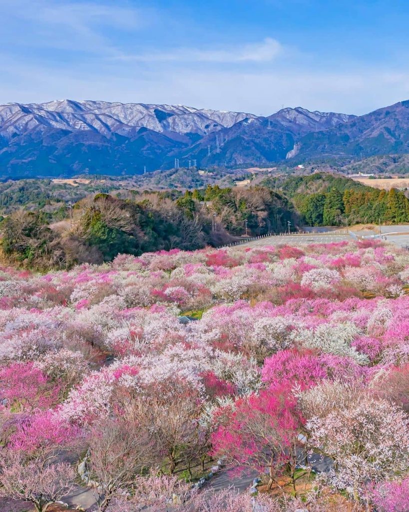 Du Lịch Mùa Hoa Anh Đào 2024 tại Nhật Bản: [Osaka – Kyoto – Gifu – Làng cổ Shirakawago – Thành Matsumoto – Núi Phú Sĩ – Tokyo – Công viên Anh đào Ueno Park]