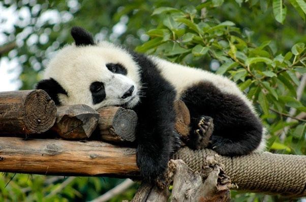 TRÙNG KHÁNH – HỒNG NHAI ĐỘNG – LÃO QUÂN ĐỘNG – CÔNG VIÊN GẤU TRÚC – TỪ KHÍ KHẨU